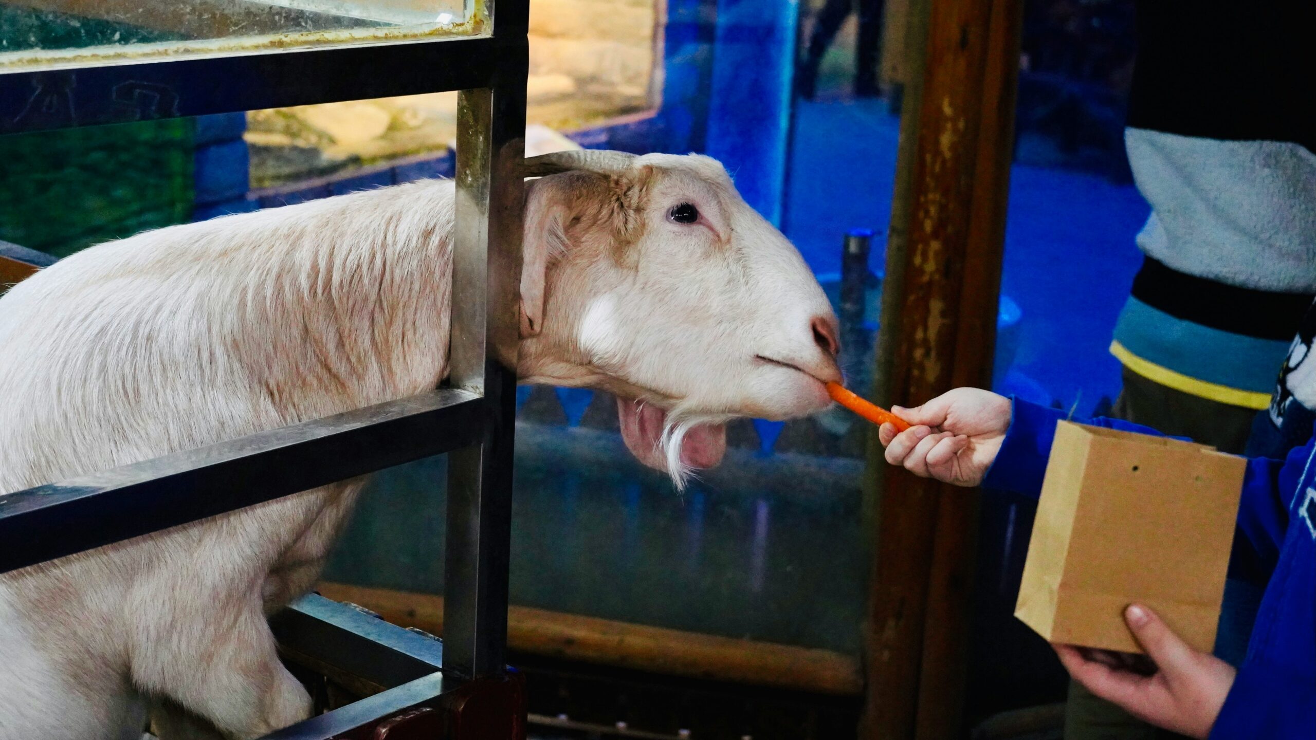 What to Expect on Your First Visit to a Zoo