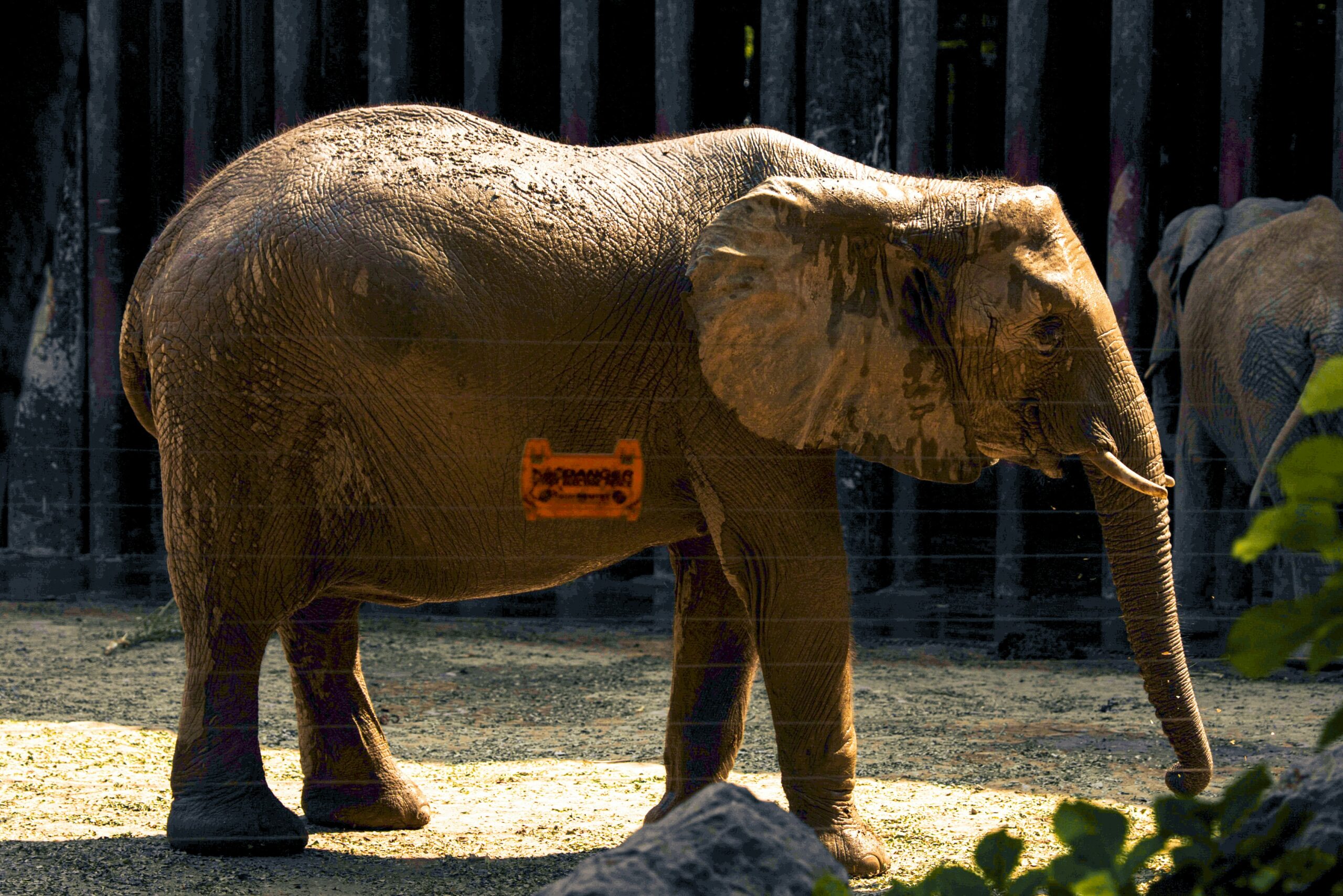 How Zoos Help Protect Endangered Animals