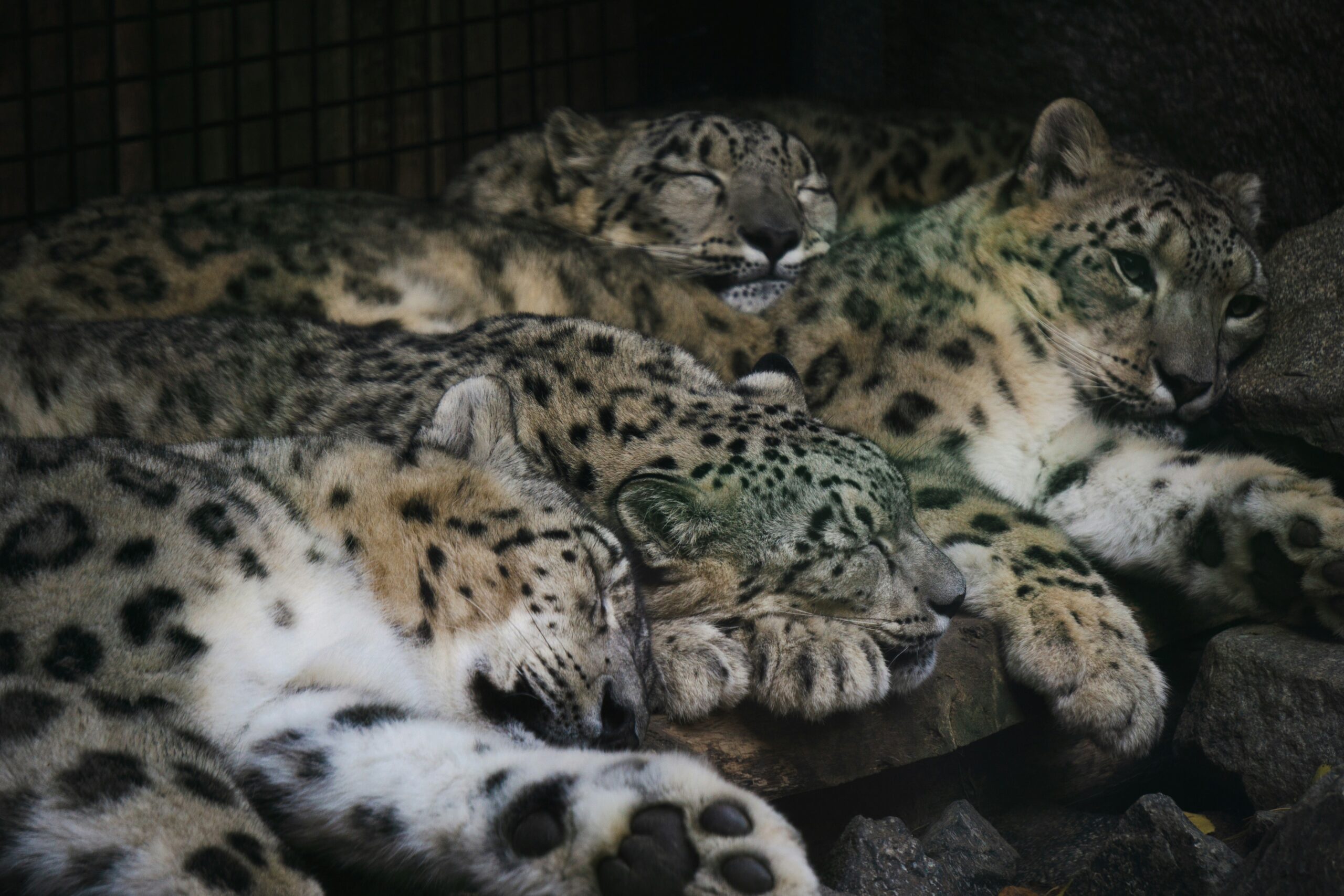 Cheap Zoos and Wildlife Parks in the UK