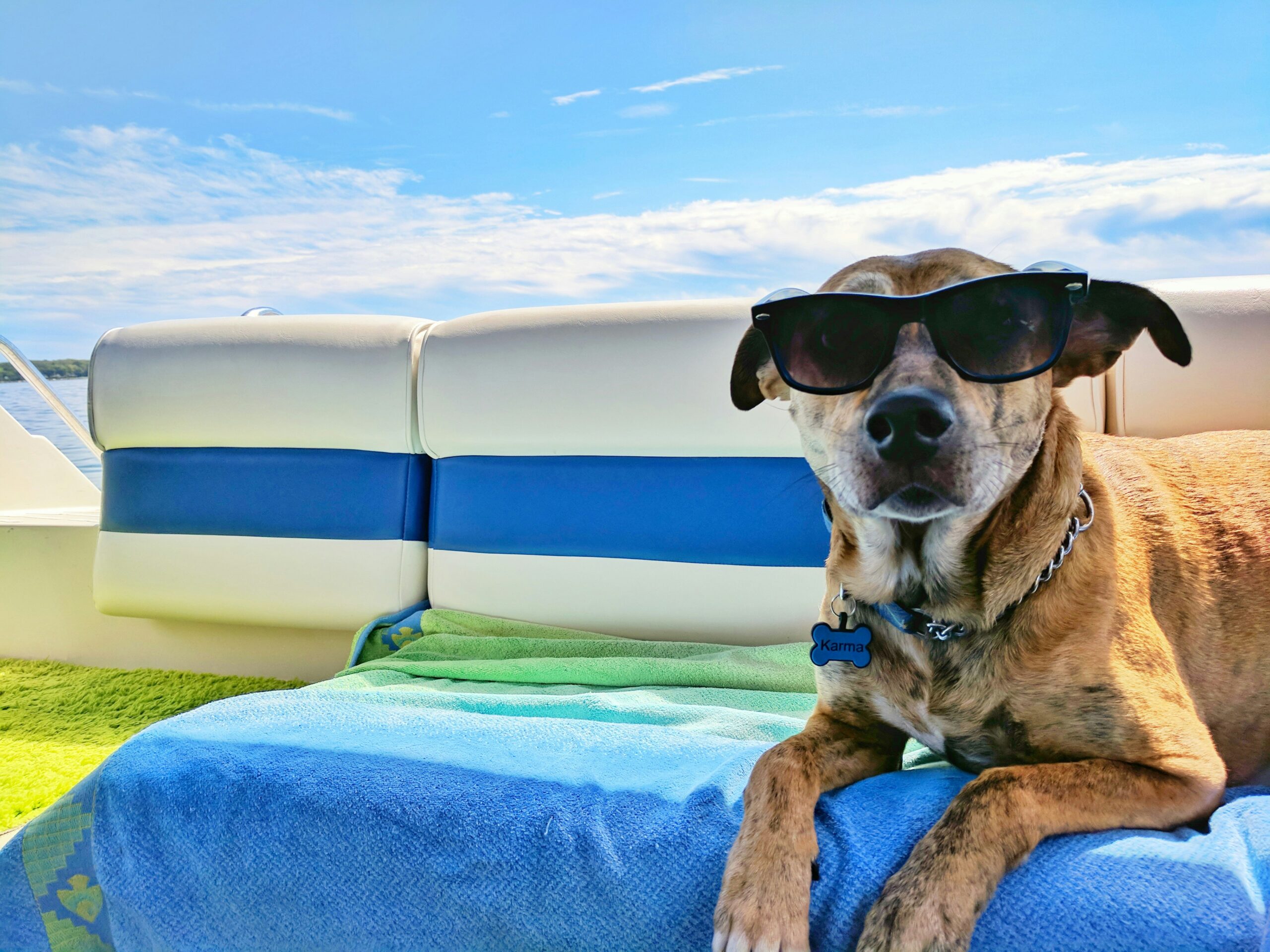 Top 10 Dog friendly holidays abroad
