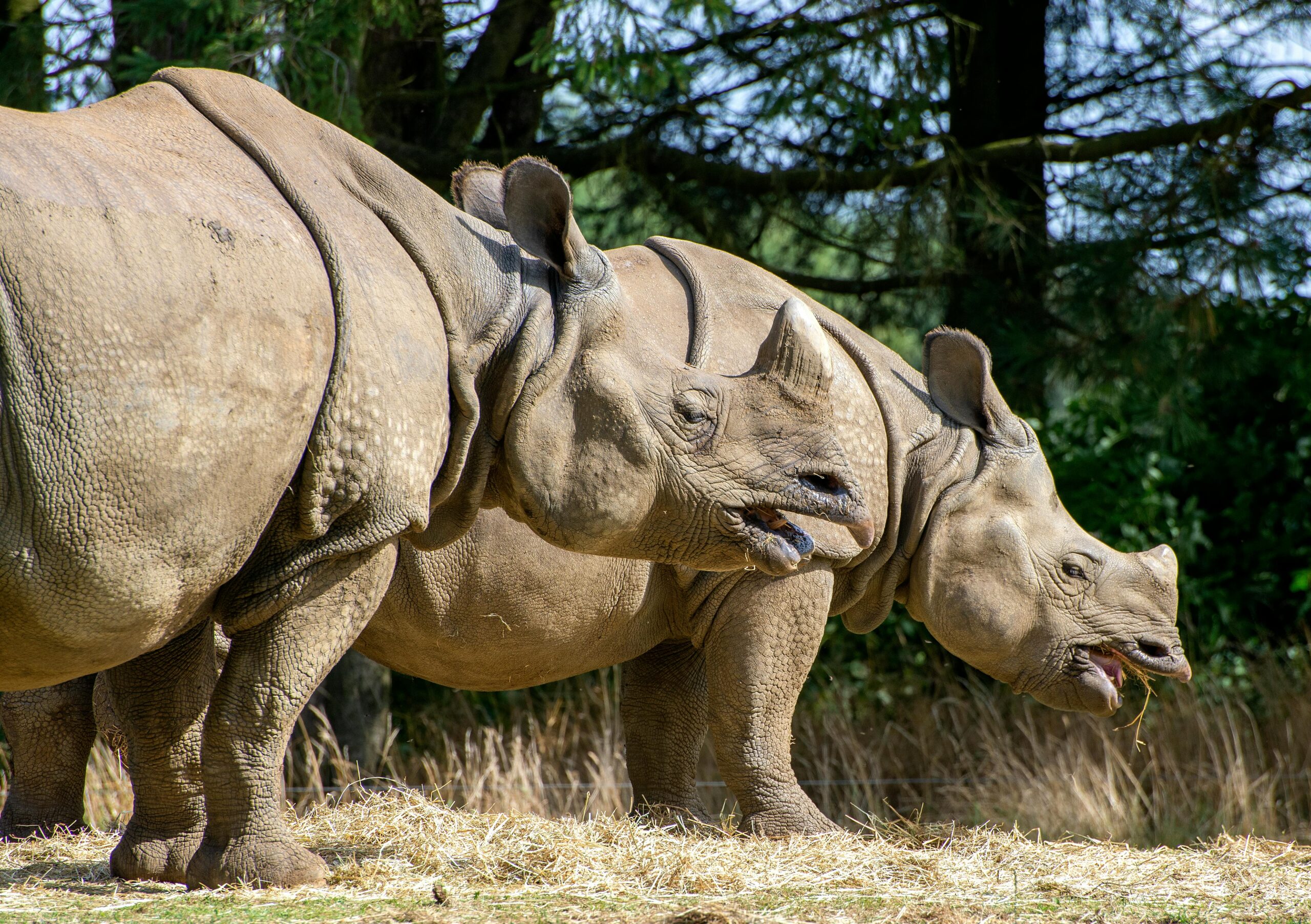 The Best Wildlife Parks in the UK for Family Adventures