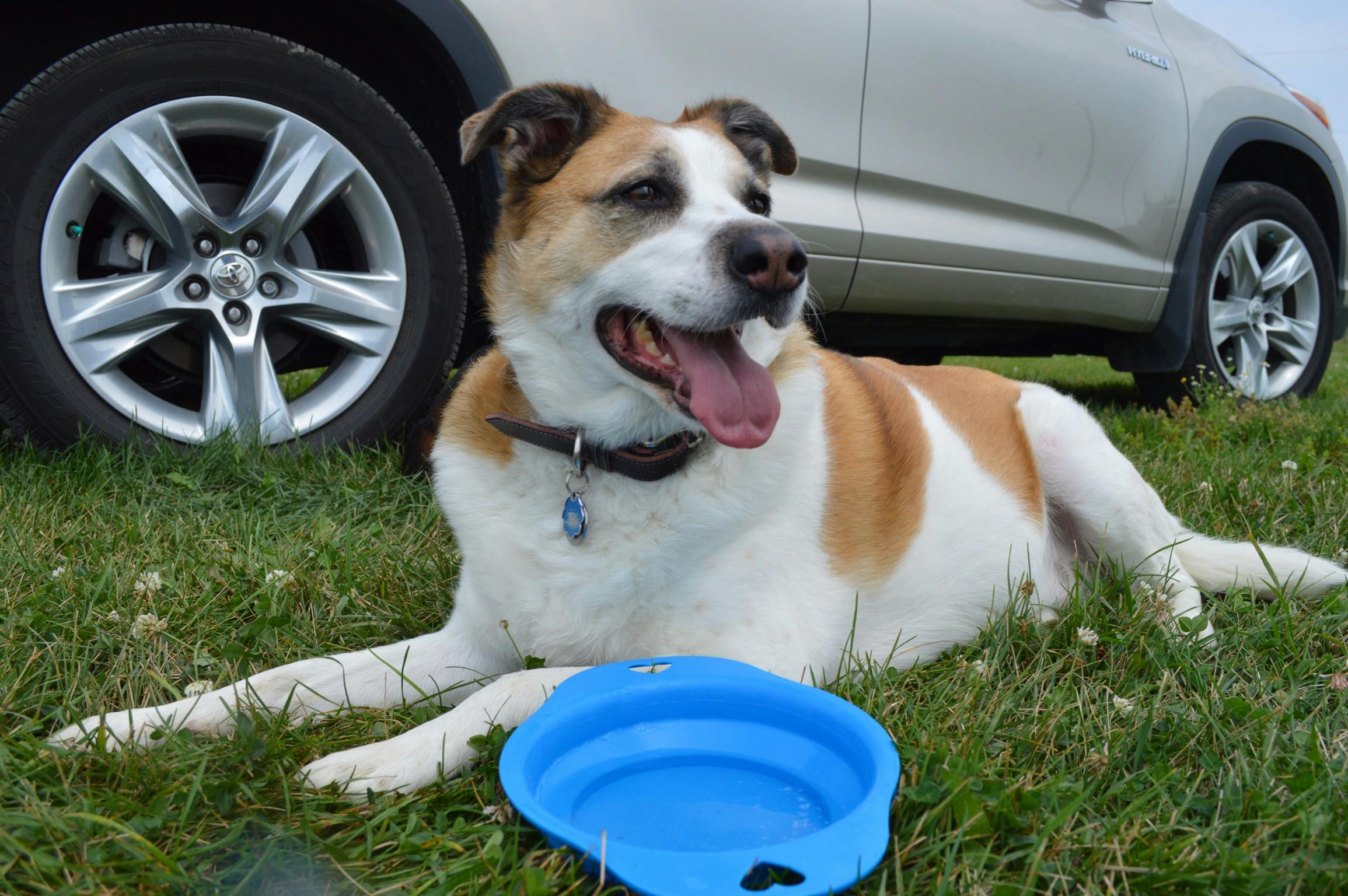 What to Pack for a Day Out with Your Dog: A UK Family Guide