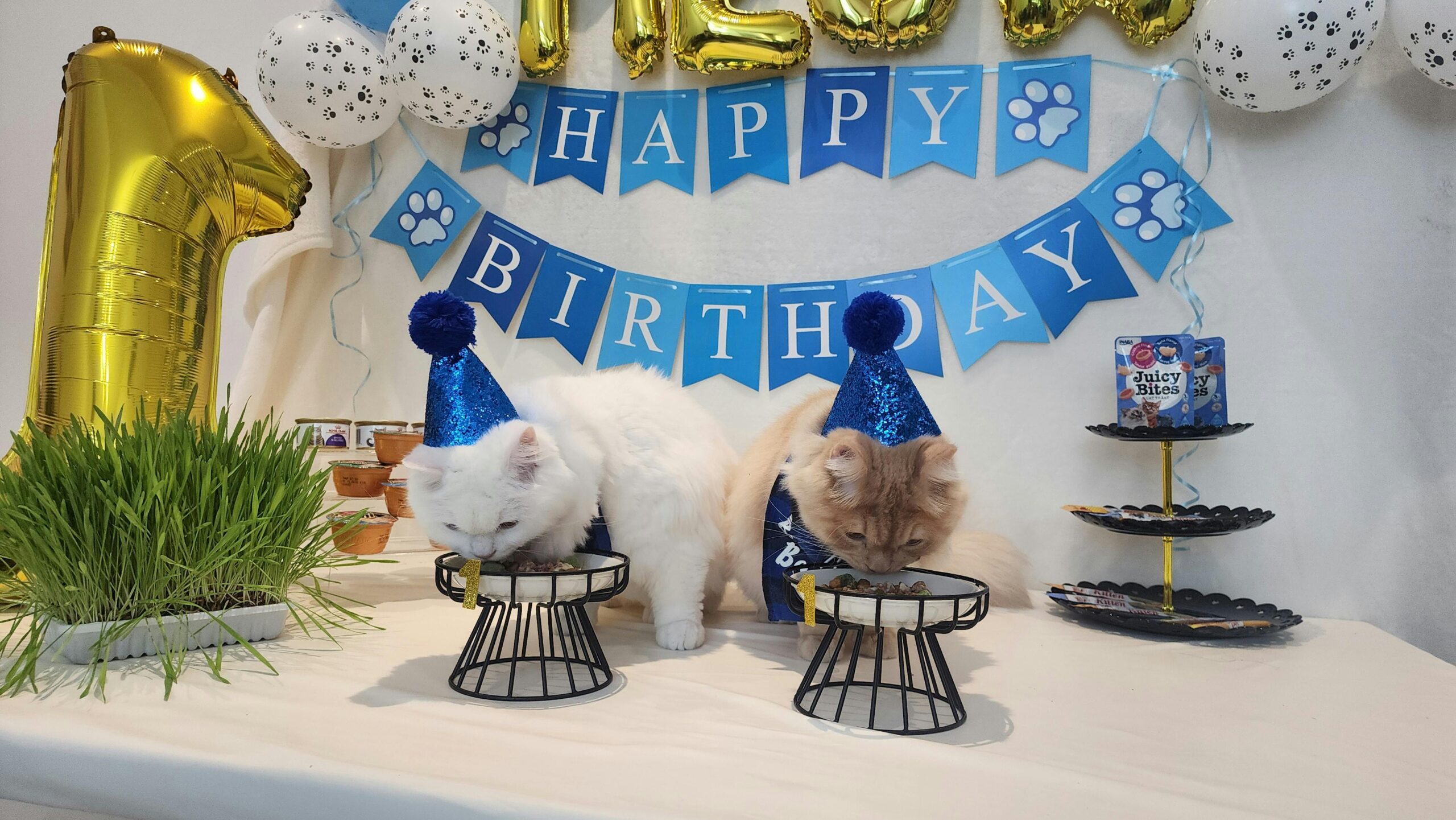 Do Cats Enjoy Birthdays or Is It Just for Us?