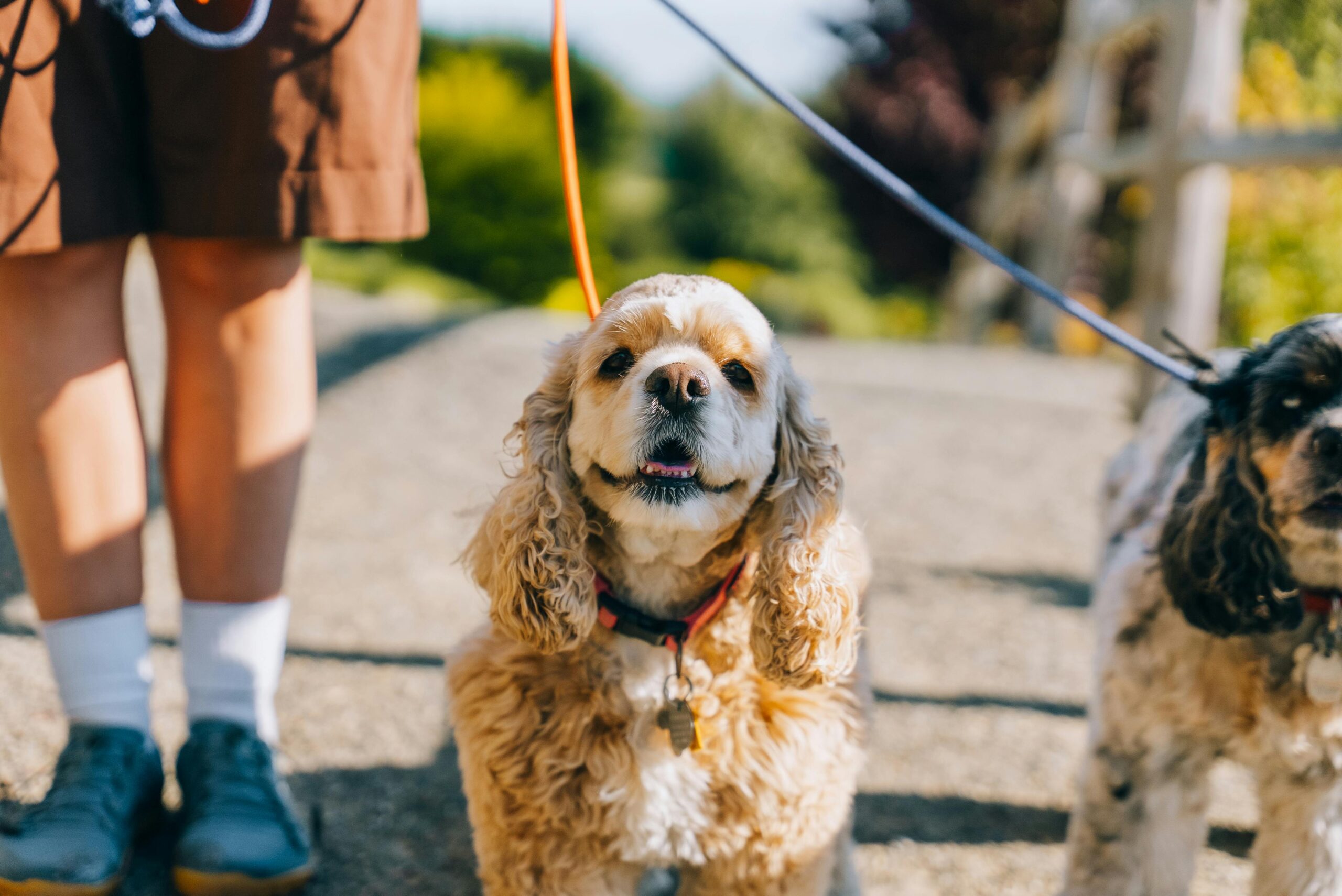 Best Dog Walks in Birmingham for Families