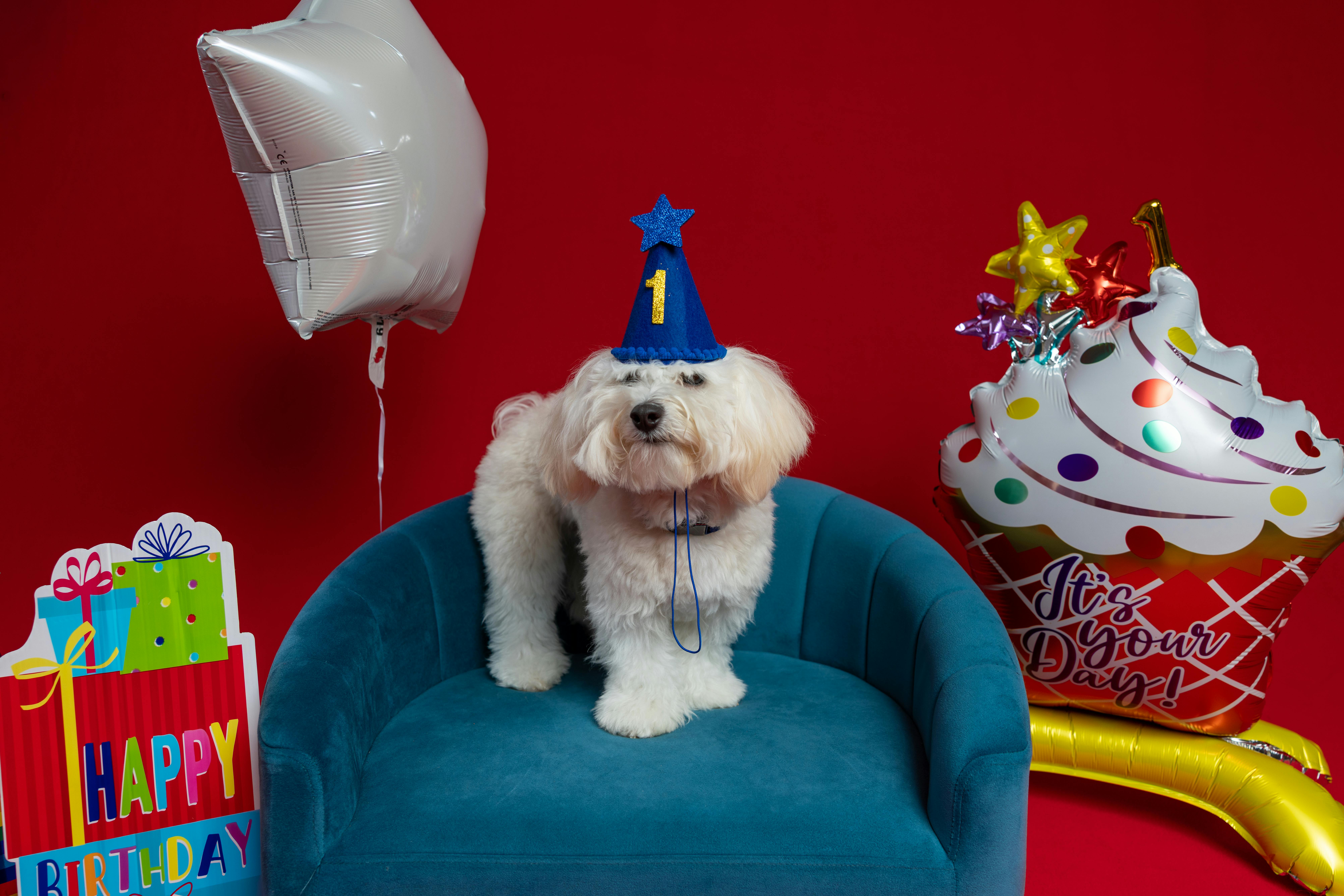 Easy Dog Birthday Cake Recipe (Safe, Simple & Loved by Dogs)