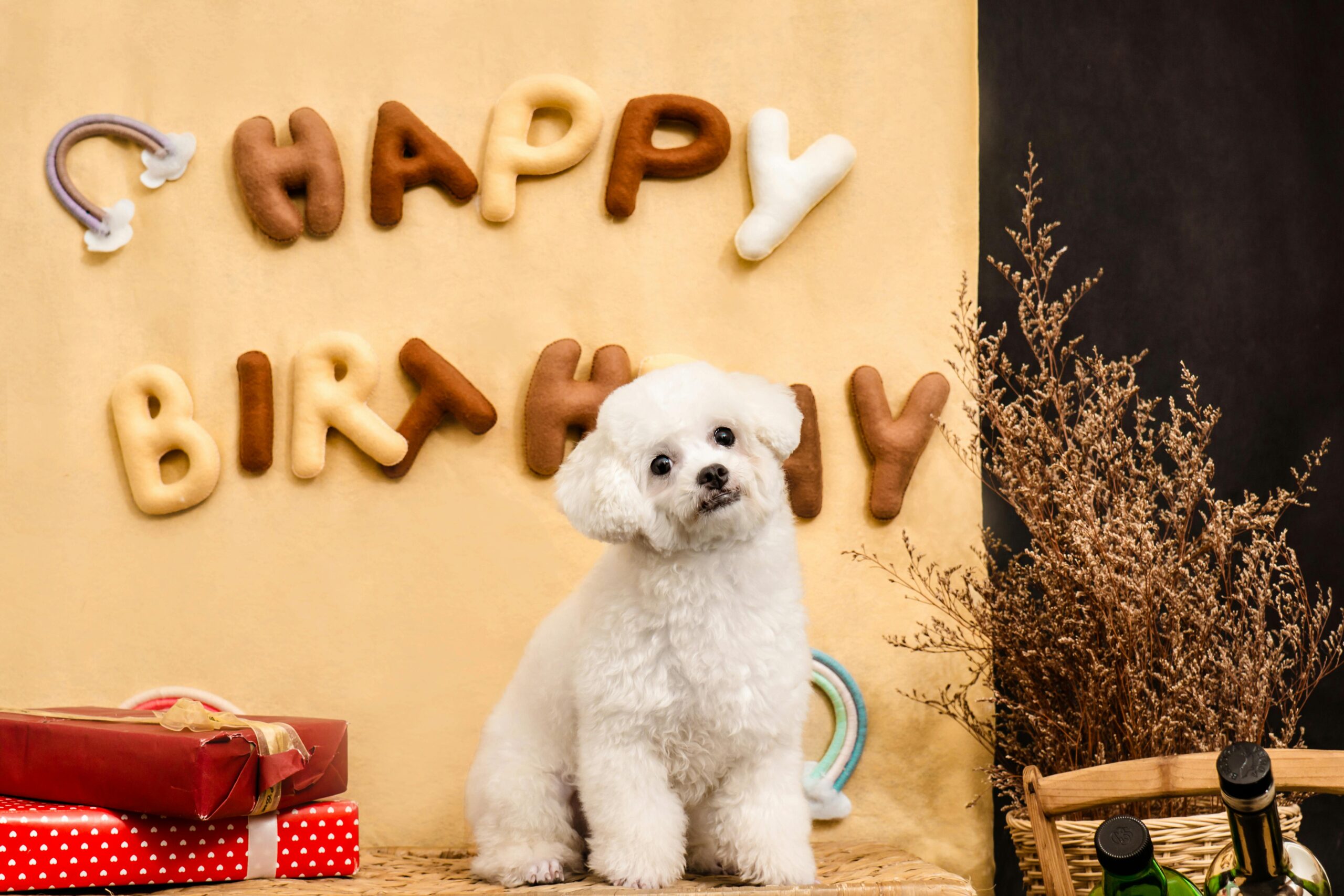 10 Affordable Pet Birthday Ideas That Still Feel Special