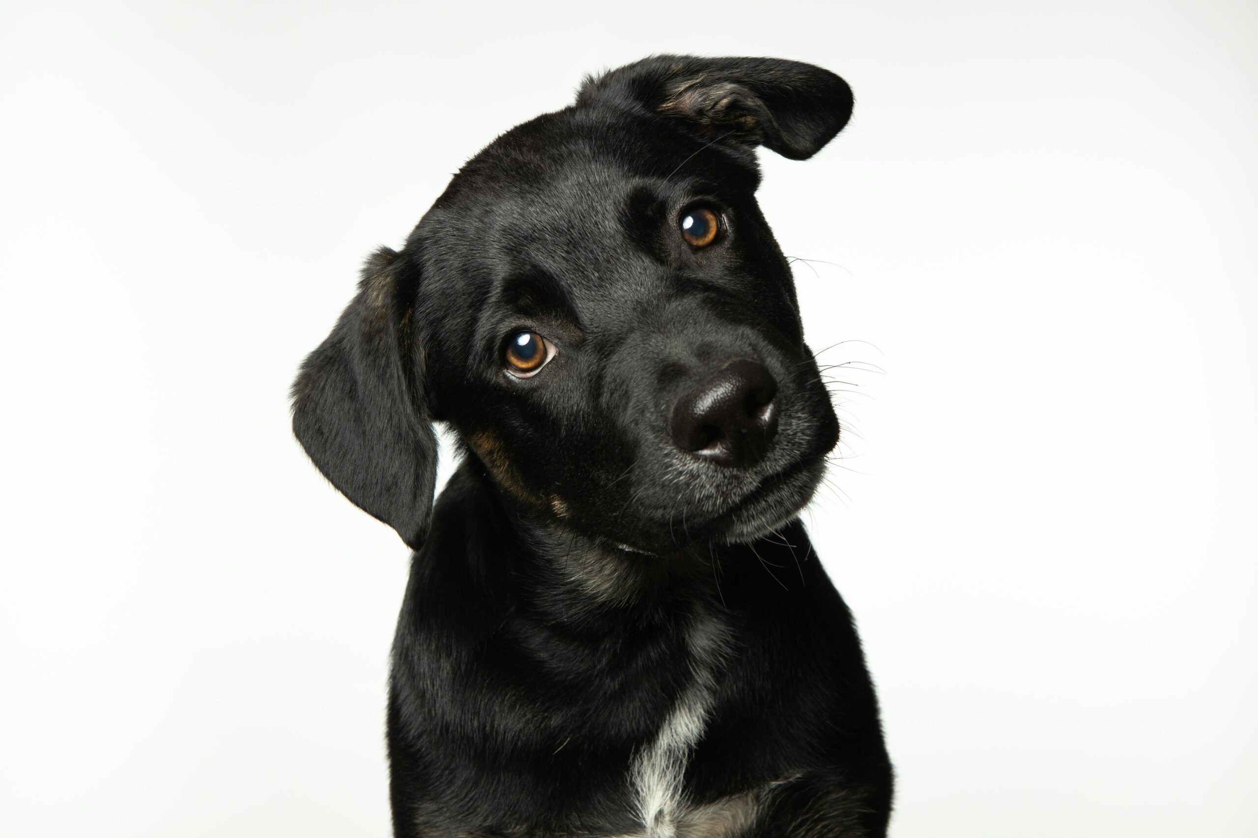 Why Dogs Tilt Their Heads (And What They’re Trying to Tell You)
