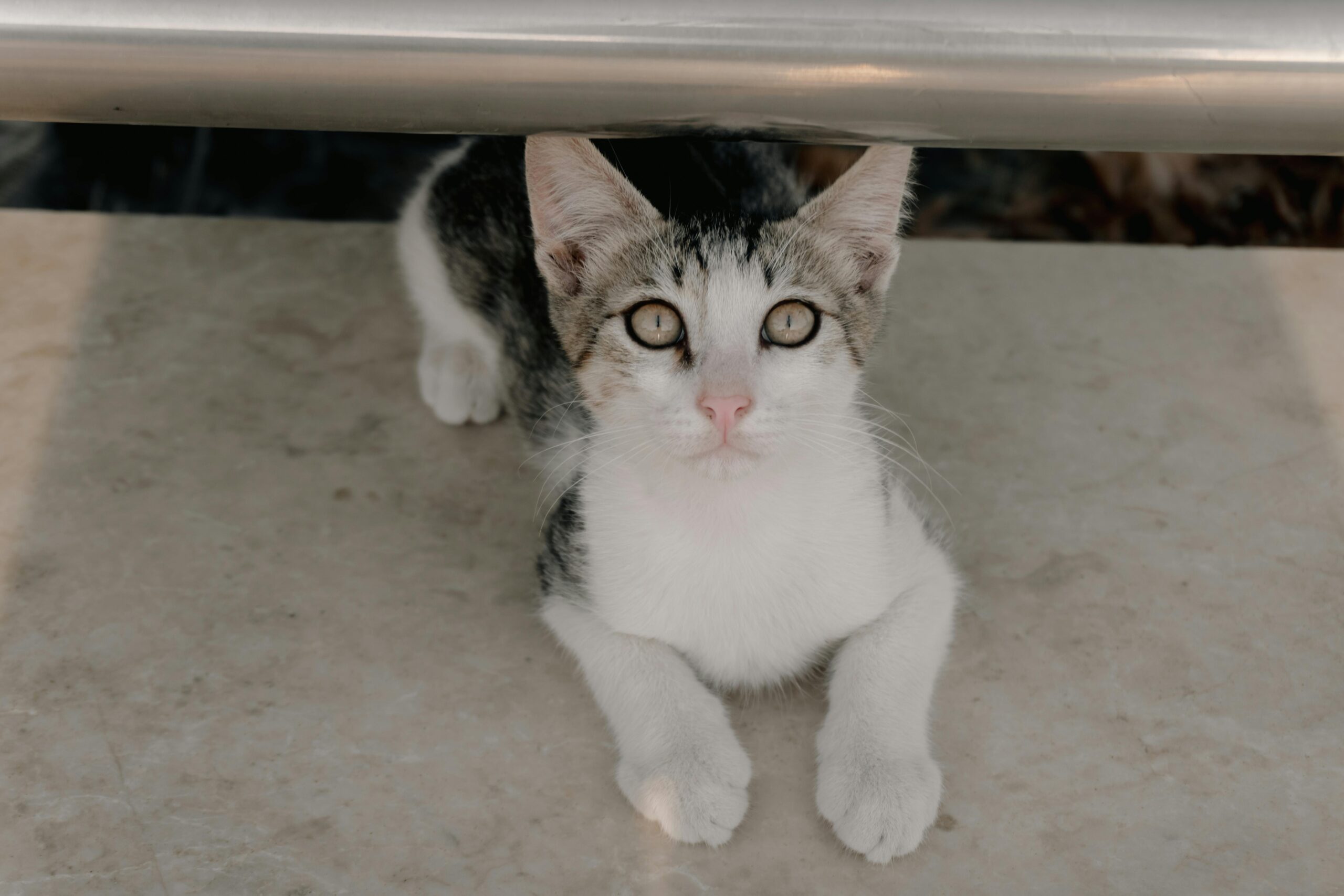 Why Cats Stare at You for No Reason (It’s Not What You Think)